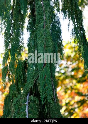 Nahaufnahme des immergrünen Nadelbauches mit hängenden Ästen chamaecyparis nootkatensis grüner Pfeil. Stockfoto