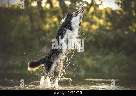 Border Collie im Wasser Stockfoto