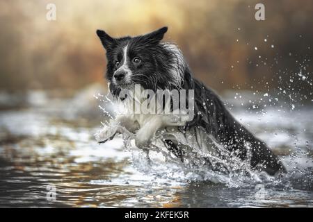 Border Collie im Wasser Stockfoto