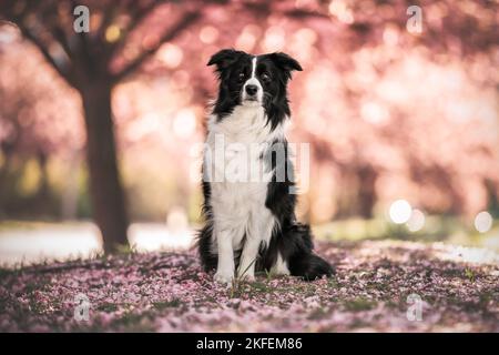 Border Collie in Kirschblüte Stockfoto