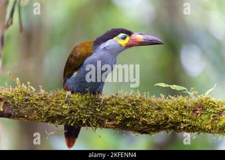 Eine selektive Fokusaufnahme eines auf einem Mooszweig thronenden, mit einer Platte ausgemobelten Berg-Tukan-Vogels Stockfoto