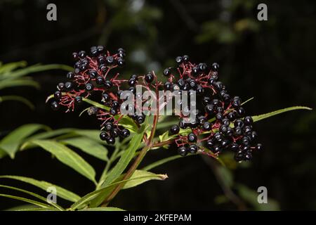 Schwarze Beeren von Danewort, auch Sambucus ebulus genannt Stockfoto