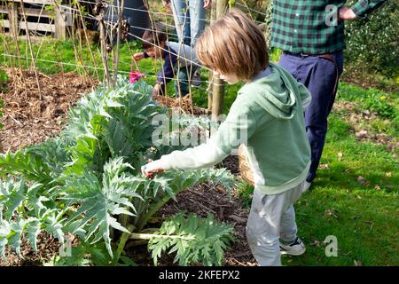 Junge 4 Jahre 5 Jahre auf der Suche nach Schokoladeneiern auf der Ostereiersuche in Artischockenpflanzen, die im April-Garten wachsen Wales Großbritannien KATHY DEWITT Stockfoto