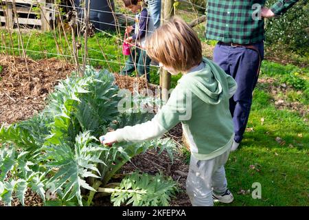 Junge 4 Jahre 5 Jahre auf der Suche nach Schokoladeneiern auf der Ostereiersuche in Artischockenpflanzen, die im April-Garten wachsen Wales Großbritannien KATHY DEWITT Stockfoto