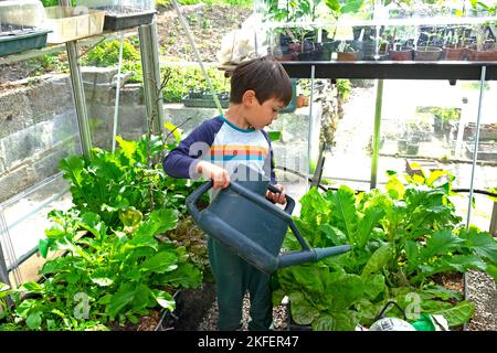 Junge Kind Gießkannen gießen Wasser auf Salatpflanzen und grünen Salatblättern im Gewächshaus im Frühlingsgarten Wales Großbritannien KATHY DEWITT Stockfoto