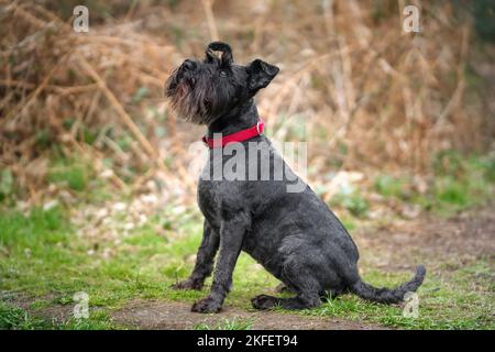 Miniatur-Schnauzer mit einem roten Kragen, der auf einem Feld sehr niedlich aussieht Stockfoto