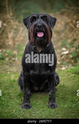 Großer schwarzer Schnauzer sitzt und schaut glücklich am Waldrand aus Stockfoto