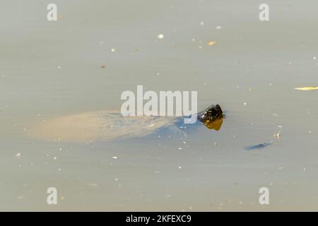 Eine Nahaufnahme einer Blanding-Schildkröte, Emydoidea blandingii, die in einem schmutzigen Wasser schwimmt Stockfoto