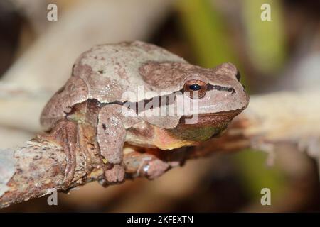 Europäischer Baumfrosch (Hyla arborea), braun, männlich im natürlichen Lebensraum - ein seltsames und atypisch gefärbtes Individuum Stockfoto