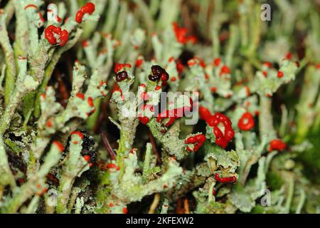 Das Wachsen der madame'schen Lichen (Cladonia coccifera) in einem natürlichen Lebensraum Stockfoto