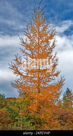 Lärchenbaum Larix im Herbst mit leuchtend orangefarbenen Blättern oder Nadeln Stockfoto