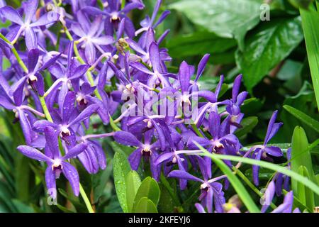Eine Nahaufnahme der violetten Vanda-Coerulea-Blüten auf einem weichen, verschwommenen Hintergrund Stockfoto