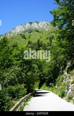 Berglandschaft bei Ampezzo, Friaul-Julisch Venetien, Italien, entlang der Straße zum Pura-Pass im Sommer Stockfoto