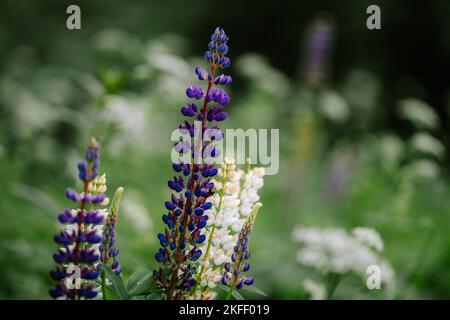 Eine Nahaufnahme von Lupinen auf dem Feld. Stockfoto