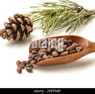 Sibirische Pinienkerne und Nadeln verzweigen sich auf weißem Hintergrund. Stockfoto