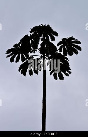 Silhouette eines Schlangenholzbaums (Cecropia peltata) in Teresopolis, Rio de Janeiro, Brasilien Stockfoto