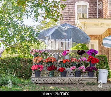 Kleiner Blumenstand in Bridgehampton, NY Stockfoto