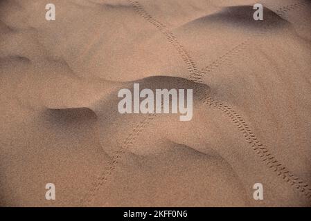 Eine Reise mit Beduinen und Kamelen durch die Sahara Marokkos Stockfoto