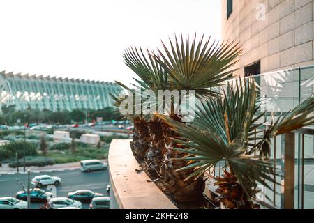Wunderschönes Palmendekor in einem modernen Einkaufszentrum, sonniger Sonnenuntergang. Hochwertige Fotos Stockfoto