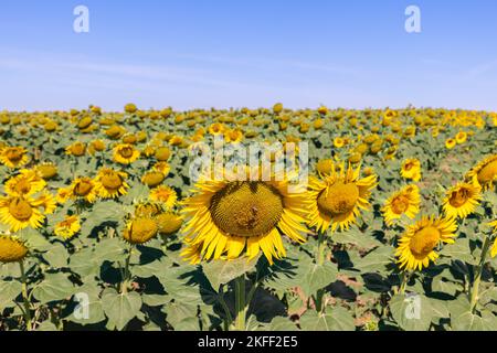 Riesige Sonnenblumen (Helianthus annuus) Feld mit leuchtend gelben verbeugten schweren unreifen Blüten, wenige arbeitende Bienen auf der Stirnblume, gegen die BA Stockfoto