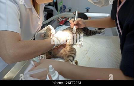 Ein Tierarzt operiert an einer kranken Katze. Stockfoto