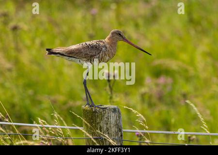 Uferschnepfe (Limosa limosa) an der Hamburger Hallig, Schleswig Holstein, Deutschland Stockfoto