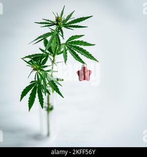 Cannabisbusch, Marihuana mit einem Weihnachtsball in einem Reagenzglas auf weißem Hintergrund. Weihnachtliches Hintergrundkonzept für Produkte mit CBD-Öl und Kanab Stockfoto