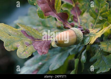 Eicheln, Herbst, Fall, auf Blättern, Eichen, Reif, kurz davor zu fallen, austauschbar, Laub fallen, Eicheln fallen lassen, Eichhörnchen, sich drehende Blätter, Kompost-Eichel Stockfoto