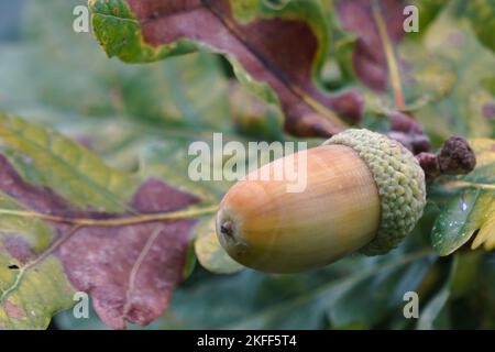 Eicheln, Herbst, Fall, auf Blättern, Eichen, Reif, kurz davor zu fallen, austauschbar, Laub fallen, Eicheln fallen lassen, Eichhörnchen, sich drehende Blätter, Kompost-Eichel Stockfoto