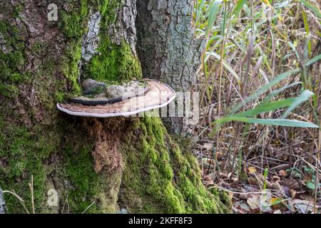 Turkeytail Bracket Fungus, Trametes versicolor, wächst auf einem Baumstamm im Sculthorpe Moor Nature Reserve in Norfolk. Stockfoto