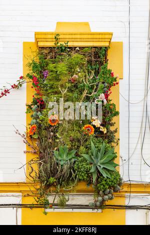 Wunderschön dekorierter Balkon mit Topfblumen im historischen Zentrum von Sevilla Stockfoto