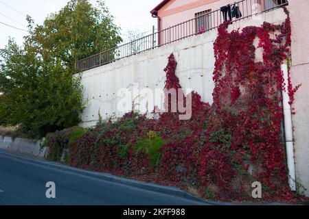 Kletterpflanze mit roten und grünen Blättern an einer weißen Wand, im Herbst. Stockfoto