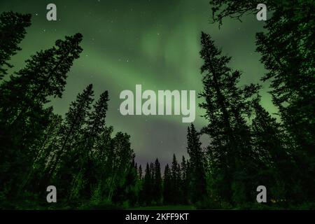 Blick auf die leuchtend grüne Aurora, die über die neblige schwedische Waldlandschaft am Tannfforsen scheint Wasserfall Lichtstrahlen Nordlichter färben den Himmel in verschiedenen Farben Stockfoto