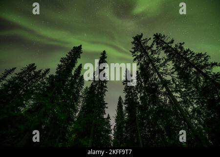 Blick auf die leuchtend grüne Aurora, die über die neblige schwedische Waldlandschaft am Tannfforsen scheint Wasserfall Lichtstrahlen Nordlichter färben den Himmel in verschiedenen Farben Stockfoto