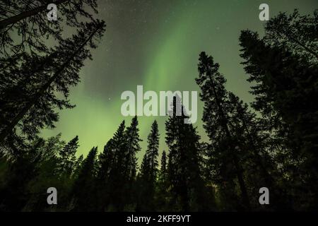 Blick auf die leuchtend grüne Aurora, die über die neblige schwedische Waldlandschaft am Tannfforsen scheint Wasserfall Lichtstrahlen Nordlichter färben den Himmel in verschiedenen Farben Stockfoto