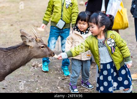 NARA CITY - JAN 04: Kind, Mädchen füttern Sika-Hirsche in einem Park der Stadt Nara am 04. Januar. 2017 in Japan. Stockfoto