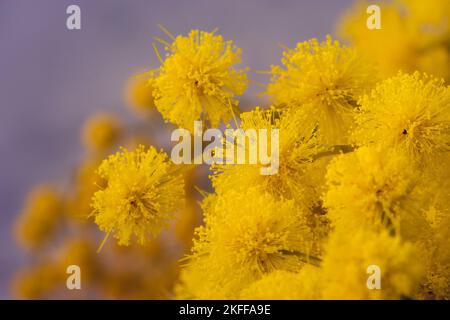 Nahaufnahme der im Winter blühenden gelben Mimosa in Südfrankreich Stockfoto