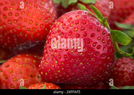 Nahaufnahme von Erdbeeren Stockfoto