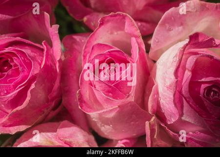 Nahaufnahme rosa Rosen Stockfoto