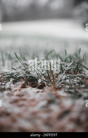 Eine vertikale Nahaufnahme von schneebedecktem Gras auf einem Feld Stockfoto