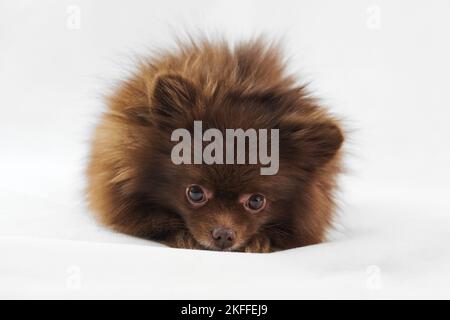 Niedliche braune Pomeranian Spitz Hund liegt und geschoben Nase isoliert auf weißem Hintergrund, charmante flauschige Spitz Welpe Schokolade bräunliche Fellfarbe. Hochformat Stockfoto