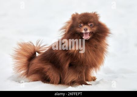 Lustige pommersche Spitz Hund im Winter im Freien zu Fuß in voller Größe Seitenansicht Porträt, niedliche Schokolade braun Spitz Welpe zu Fuß auf Schnee. Fröhlicher flauschiger Pome Stockfoto