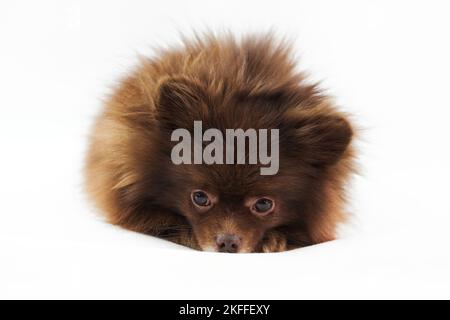Niedliche braune Pomeranian Spitz Hund liegt und geschoben Nase isoliert auf weißem Hintergrund, charmante flauschige Spitz Welpe Schokolade bräunliche Fellfarbe. Hochformat Stockfoto