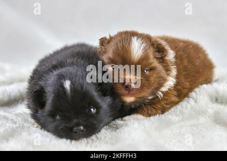 Zwei kleine Chihuahua-Welpen, die auf weichem weißen Stoff liegen, niedliche, verschnaufte braune und schwarze Hunde brüten auf weißem Hintergrund. Lustige charmante kleine Spielzeug Welpen Stockfoto