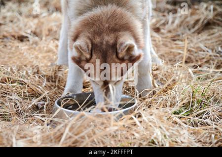 Der sibirische Husky-Hund trinkt Wasser aus einer Metallschale, der Husky-Hund mit braunweißer Farbe ruht nach einem Lauf. Freundlicher Husky Hund Getränke im Freien Wasser, trocken gr Stockfoto