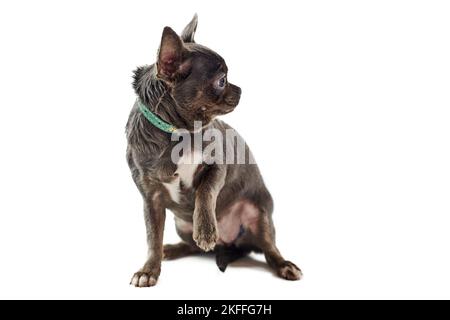 Kurzhaarige chihuahua Hund mit großen Ohren angehoben eine Pfote isoliert auf weißem Hintergrund, niedlich liebenswert kleinen chihuahua Hund. Lustige schwarz braune chihuahua Stockfoto