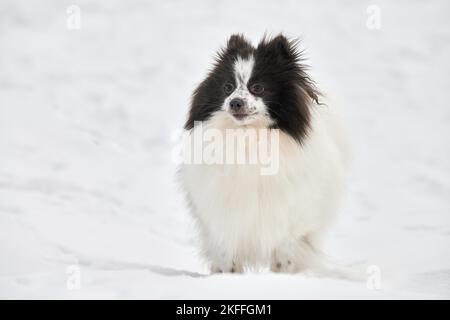 Pommersche Spitz Hund auf Winter Outdoor Wandern in voller Größe Porträt, niedlichen weißen schwarzen Spitz Welpen auf Schnee zu Fuß. Lustige flauschige pommersche Spitz auf whit Stockfoto