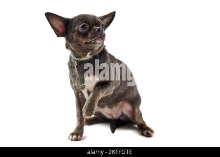 Kurzhaarige chihuahua Hund mit großen Ohren angehoben eine Pfote isoliert auf weißem Hintergrund, niedlich liebenswert kleinen chihuahua Hund. Lustige schwarz braune chihuahua Stockfoto