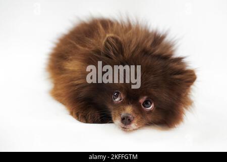 Niedliche braune Pomeranian Spitz Hund liegt und geschoben Nase isoliert auf weißem Hintergrund, charmante flauschige Spitz Welpe Schokolade bräunliche Fellfarbe. Hochformat Stockfoto