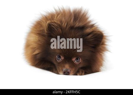 Niedliche braune Pomeranian Spitz Hund liegt und geschoben Nase isoliert auf weißem Hintergrund, charmante flauschige Spitz Welpe Schokolade bräunliche Fellfarbe. Hochformat Stockfoto